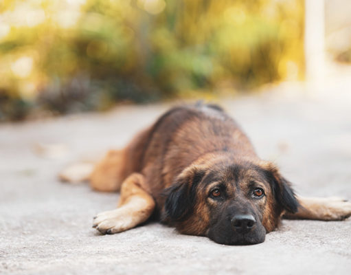 Why Is My Dog Tired After Boarding? Can You Overexercise Your Dog Featured Image