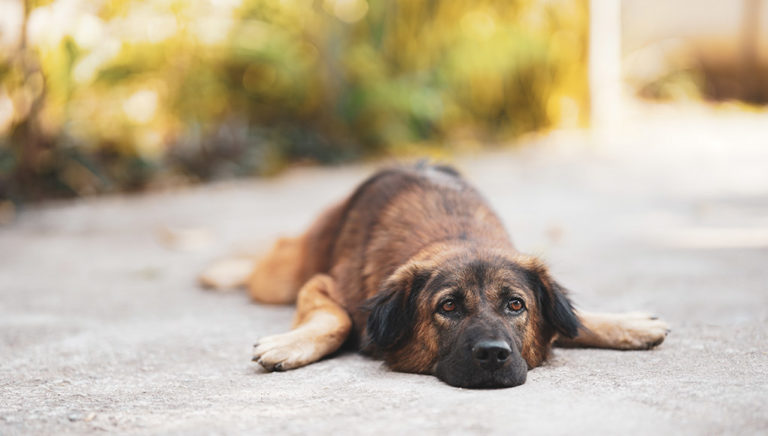 Image showcasing Can You Overexercise Your Dog? 12 Signs to Watch Out For!