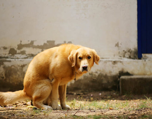Yellow Dog Poop: What Does It Mean? Yellow Dog Poop Featured Image