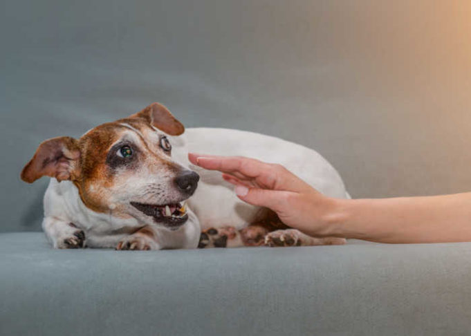 Photo inspiration: Practical Aggression In Dogs With Dementia Visual Reference