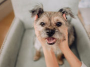 8 Best Mixed-Breed Hypoallergenic Dogs best hypoallergenic mixed breed dog