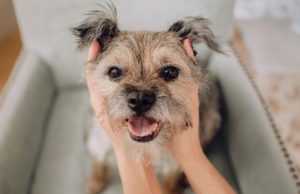 25 Best Mixed Breed Dogs to Adopt how to tell what breed a dog is