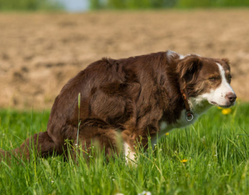 Black Dog Poop: What Does It Mean? black-dog-poop-featured-image