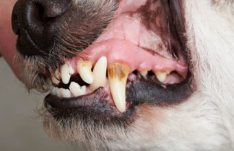 Can Dogs Get Cavities? can-dogs-get-cavities-featured-image (1)