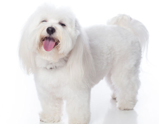 Coton de Tulear Dog Breed Profile coton-de-tulear-featured-image