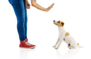 Deaf Dog Training: Everything You Need to Know deaf-dog-training-featured-image