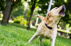 Excessive Barking in Dogs: How To Handle It? excessive-barking-in-dogs-featured-image