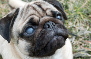 How To Care For A Blind Dog A pug with a prominent right blind eye