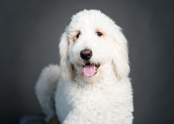 8 Best Mixed-Breed Hypoallergenic Dogs - Cross Breed Hypoallergenic Small Dogs