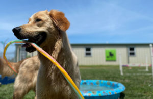 What to Look for in Top Dog Daycare and Boarding what to look for in the best dog boarding and daycare featured image