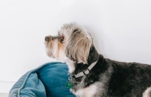 Why Your Dog Stares at the Wall Why your dog stares at the wall featured image