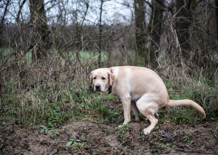 yellow dog poop labrador