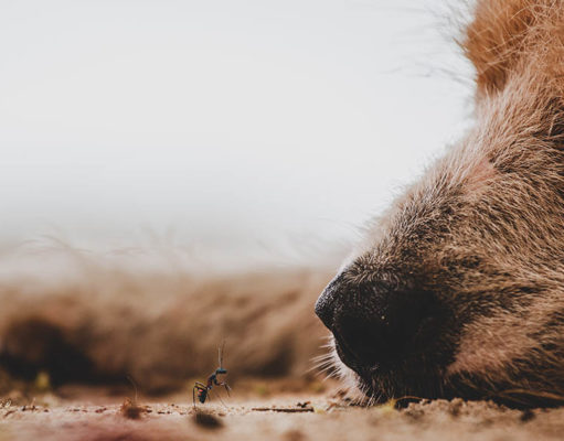 Ant Bites In Dogs: Symptoms, Treatment, And Prevention Ant Bites in Dogs Featured