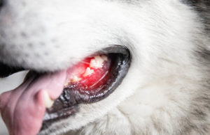 Bleeding Gums In Dogs And What To Do About It Bleeding Gums in Dogs Featured