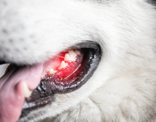 Bleeding Gums In Dogs And What To Do About It Bleeding Gums in Dogs Featured