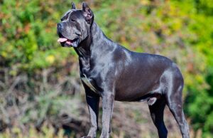 Cane Corso Dog Breed Profile Cane Corso Dog Breed Profile featured image