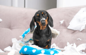 Disobedience In Dogs: Ways To Control A Disobedient Dog Disobedience in Dogs Featured Image