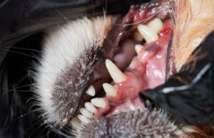 9 Best Dog Gum Infection Home Remedies Dog Gum Infection Home Remedies