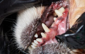 9 Best Dog Gum Infection Home Remedies Dog Gum Infection Home Remedies
