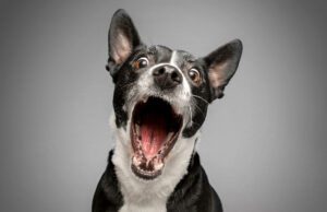 Dog Mouthing: Why Is My Dog Doing It & How Can I Stop it? Dog Mouthing Featured Image