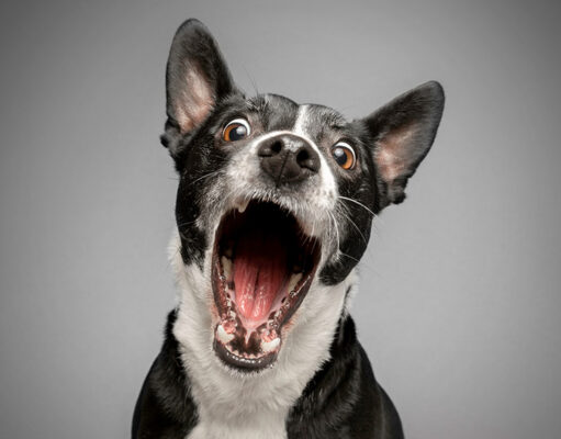 Dog Mouthing: Why Is My Dog Doing It & How Can I Stop it? Dog Mouthing Featured Image