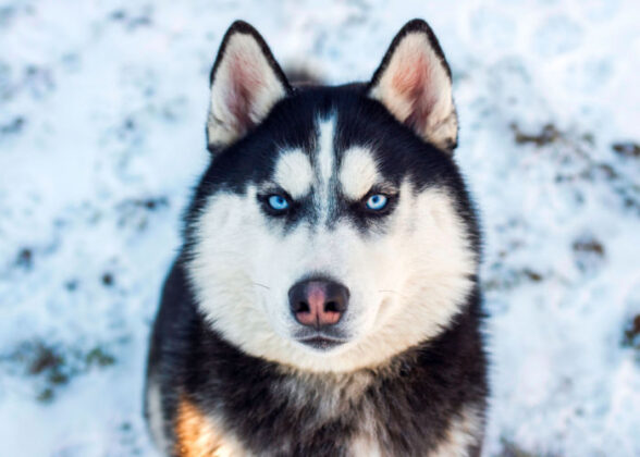 Dog's Nose Changing Color: Why Did It Change From Black To Pink? – Top ...