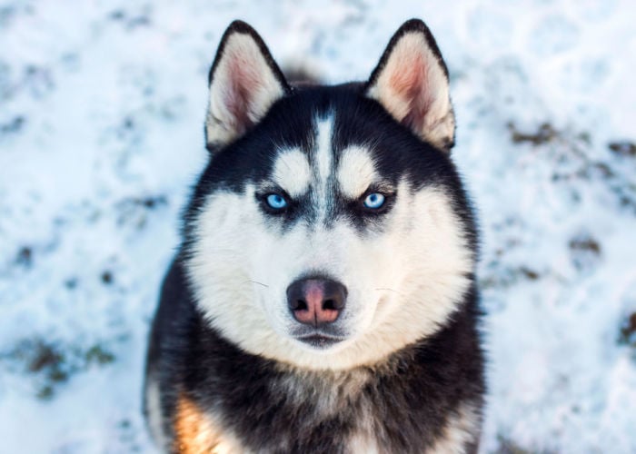 Dog Nose Changing Color