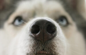 Dog’s Nose Changing Color: Why Did It Change From Black To Pink? Dog Nose Changing Color Featured