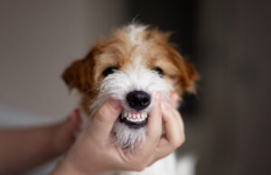 Dog Teeth Chattering: What Does It Mean? Dog Teeth Chattering Featured Image