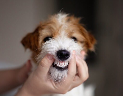 Dog Teeth Chattering: What Does It Mean? Dog Teeth Chattering Featured Image