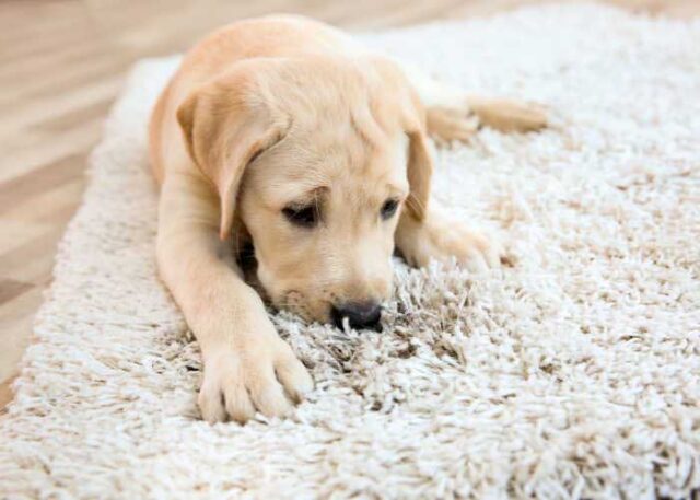 How To Stop A Dog From Escaping & Why it Happens