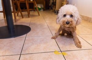 Dog Vomit Bile: Causes, Treatment, And More Dog Vomit Bile Featured Image