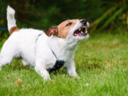 Dogs Being Overprotective of the Family Dogs Being Overprotective of the Family