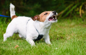 Dogs Being Overprotective of the Family Dogs Being Overprotective of the Family
