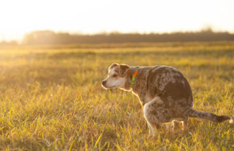 Dry Dog Poop: 7 Causes For Dry or Crumbly Stool Dry Dog Poop Featured Image