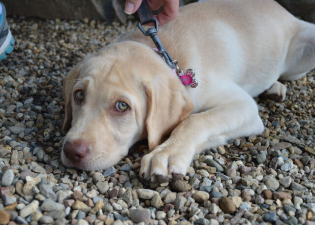 Dog's Nose Changing Color: Why Did It Change From Black To Pink? – Top ...