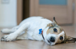 How To Tell If A Dog Is In Pain How To Tell If A Dog is in Pain Featured