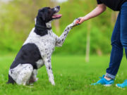 How Do You Check a Dog’s Temperament? How do you check a dog's temperament