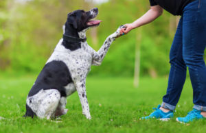 How Do You Check a Dog’s Temperament? How do you check a dog's temperament