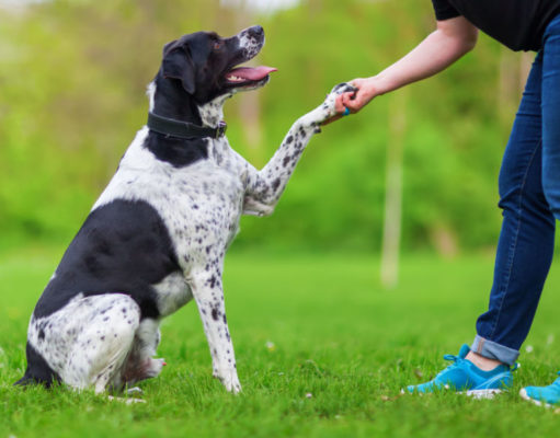 How Do You Check a Dog’s Temperament? How do you check a dog's temperament