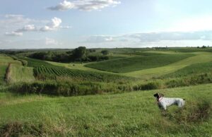 Iowa Pet Stores, Dog Parks, Grooming, And More Iowa Pet Stores Featured Image