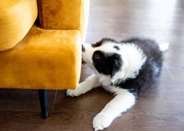 Fresh Look at Stop Your Puppy Biting Mouthing Chewing
