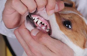 Red Gums In Dogs: What Does It Mean? Red Gums in Dogs Featured