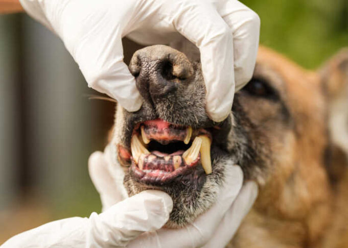 Rotten Teeth in Dogs (And What You Can Do About It)