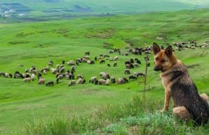 Working Dog Breeds: 10 Best Hardworking Canines Working Dog Breeds Featured Image