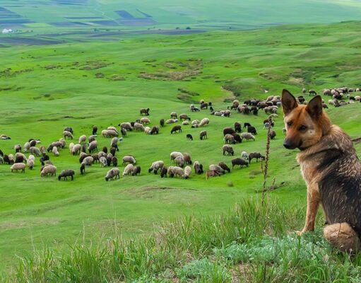 Working Dog Breeds: 10 Best Hardworking Canines Working Dog Breeds Featured Image