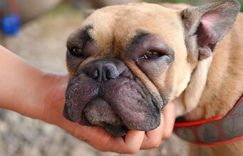 Bee Sting on Dogs: First Aid, Treatment, and Prevention bee stings on dogs