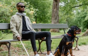 5 Best Blind Dog Foundations A blind man sitting in a park with his bling dog