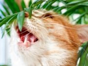6 Cat-Safe Houseplants for Pet Owners Cat Safe Houseplants