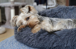 12 Common Health Problems for Small Breeds common health problems for small breeds